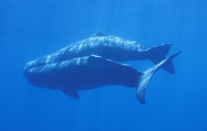 Conheça o Instituto de Investigação em Ciências do Mar da Universidade dos Açores